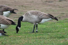 Branta canadensis moffitti