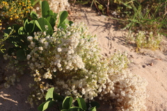Ptilotus villosiflorus