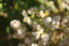 Ptilotus villosiflorus