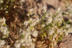 Ptilotus villosiflorus