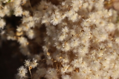 Ptilotus villosiflorus