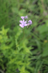 Nemesia caerulea
