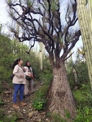 Beaucarnea