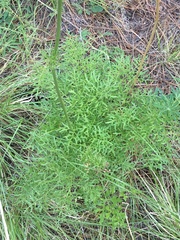 Psacalium decompositum