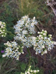 Psacalium decompositum