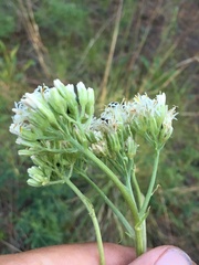 Psacalium decompositum