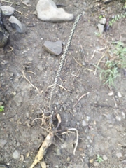 Peniocereus viperinus