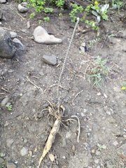 Peniocereus viperinus