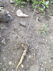 Peniocereus viperinus