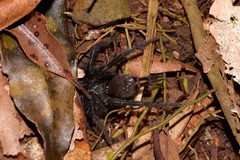 Australothele nambucca