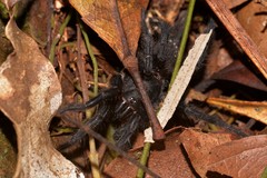 Australothele nambucca