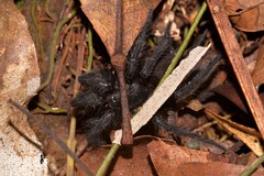 Australothele nambucca