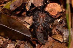 Australothele nambucca