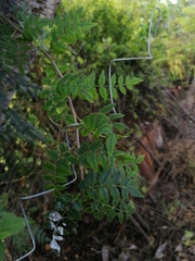 Bursera bipinnata
