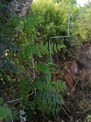 Bursera bipinnata