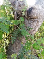 Bursera bipinnata