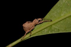 Leptopius tetraphysodes