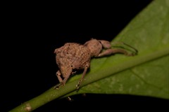 Leptopius tetraphysodes