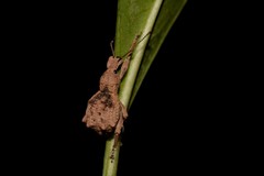 Leptopius tetraphysodes