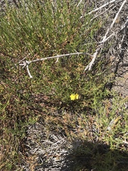 Crocanthemum scoparium