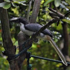 Ocyceros gingalensis