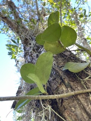 Peperomia obtusifolia