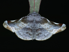 Oenochroma turneri