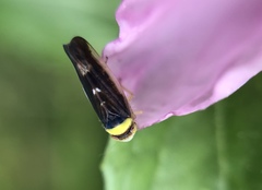 Colladonus montanus reductus
