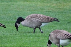 Branta canadensis moffitti