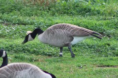 Branta canadensis moffitti