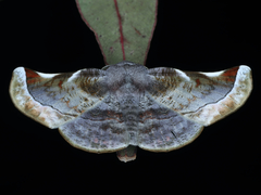 Oenochroma turneri