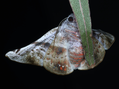Oenochroma turneri