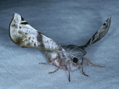 Oenochroma turneri