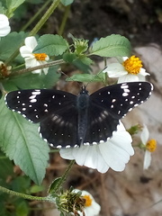 Chlosyne lacinia lacinia