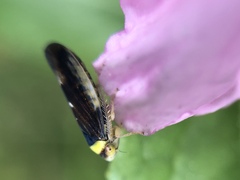 Colladonus montanus reductus