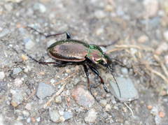 Carabus aeneolus