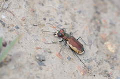 Cicindela lacteola