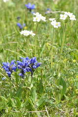 Dracocephalum grandiflorum