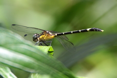 Austrogomphus prasinus