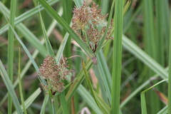 Cyperus latifolius