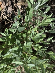 Senecio hypoleucus