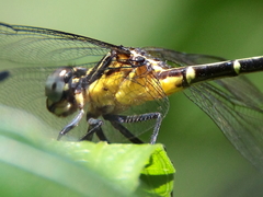 Austrogomphus prasinus