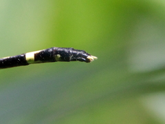 Austrogomphus prasinus