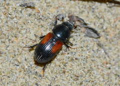 Nialus varians