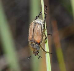 Hoplia paupera
