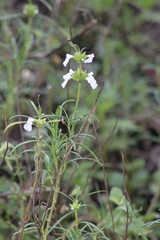 Leucas lavandulifolia