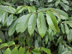 Excoecaria cochinchinensis