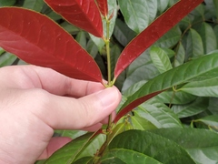 Excoecaria cochinchinensis