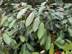 Excoecaria cochinchinensis