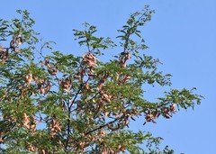 Gleditsia triacanthos triacanthos